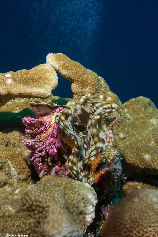 Tridacna squamosa (Fluted Giant Clam)