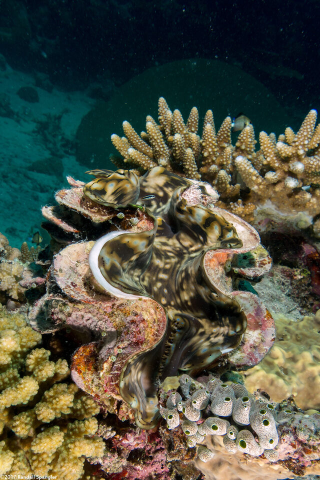 Tridacna squamosa (Fluted Giant Clam)