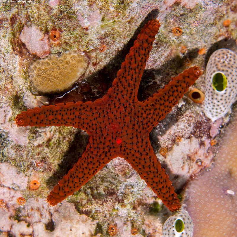 Fromia milleporella (Thousand-Pores Sea Star)