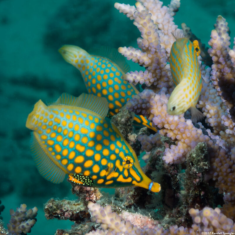 Oxymonacanthus longirostris (Longnose Filefish)