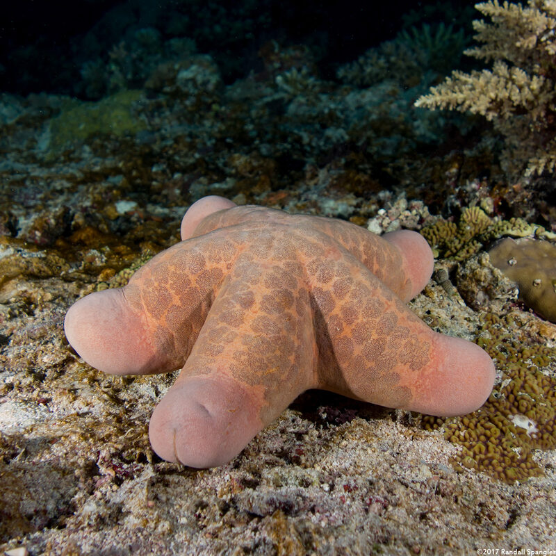 Choriaster granulatus (Granular Sea Star)