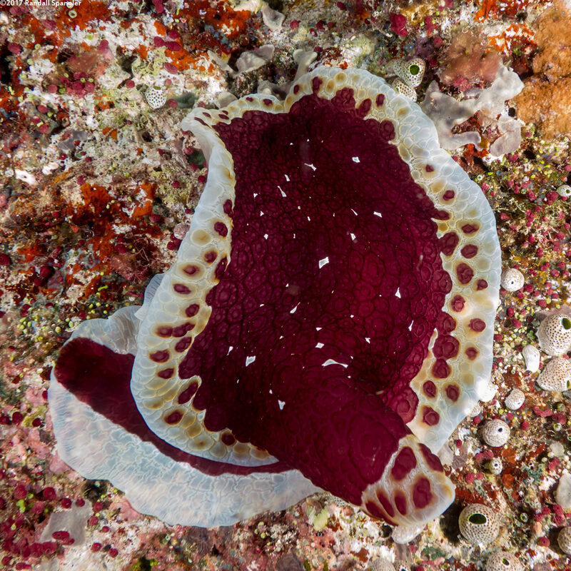 Pleurobranchus grandis (Grand Pleurobranch)