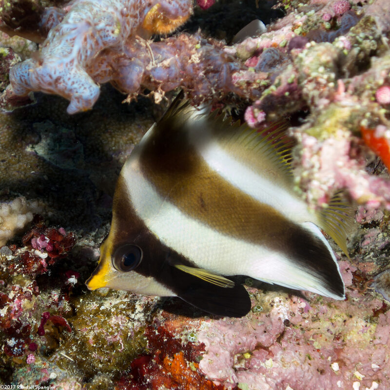 Heniochus chrysostomus (Pennant Bannerfish)