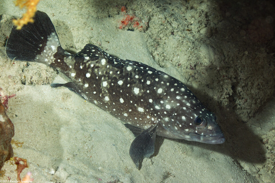 Epinephelus coeruleopunctatus (Whitespotted Grouper)