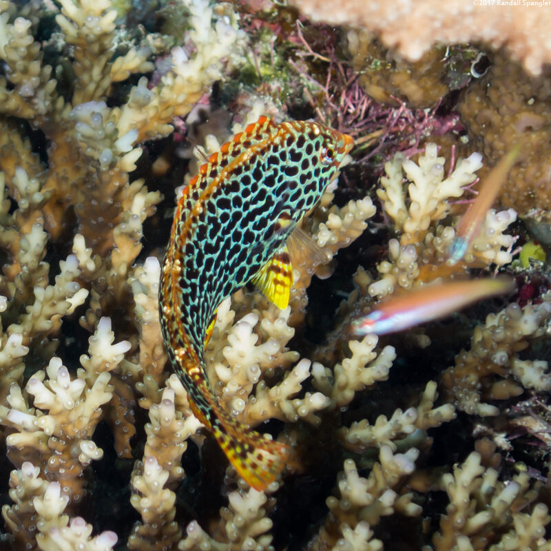 Macropharyngodon meleagris (Leopard Wrasse)