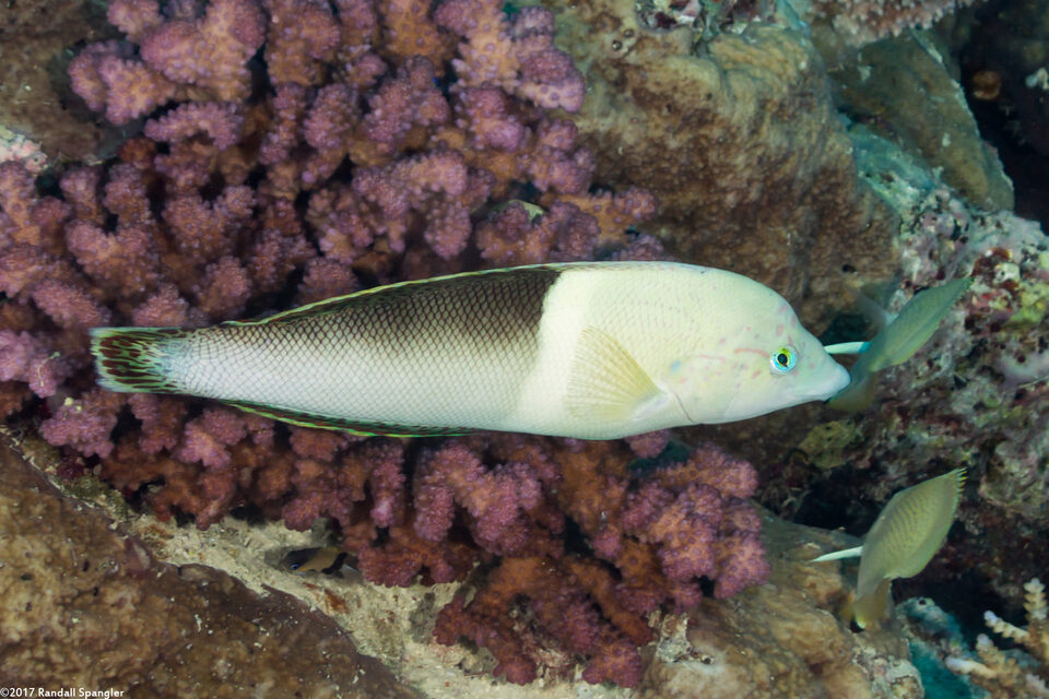Coris aygula (Clown Coris)