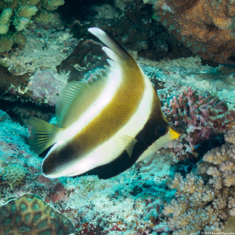 Heniochus chrysostomus (Pennant Bannerfish)