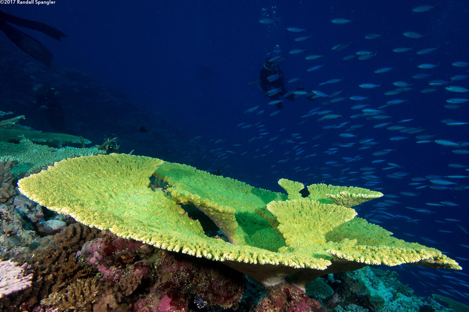 Acropora hyacinthus (Hyacinth Table Coral)