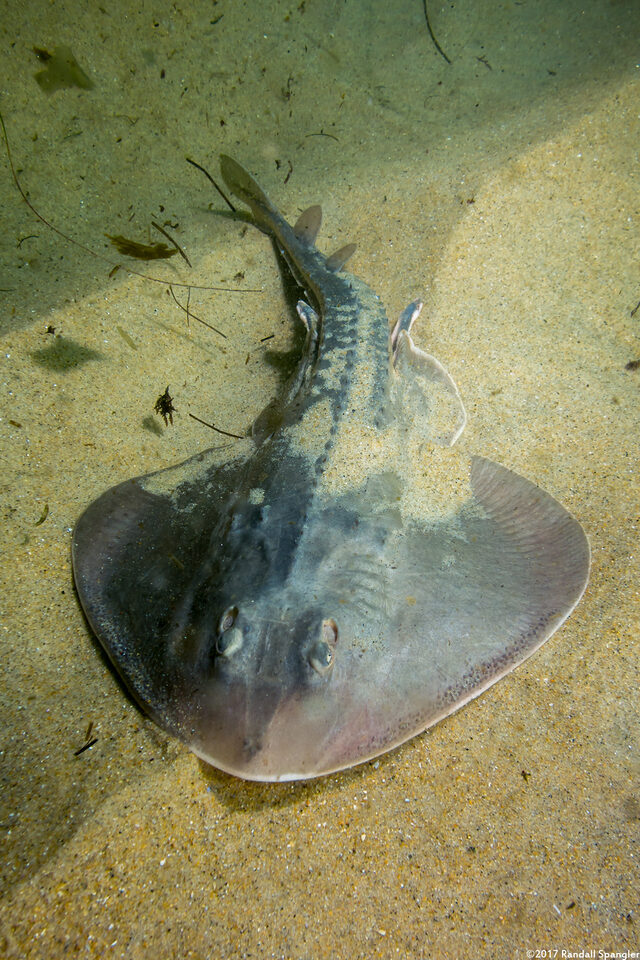 Platyrhinoidis triseriata (Thornback)