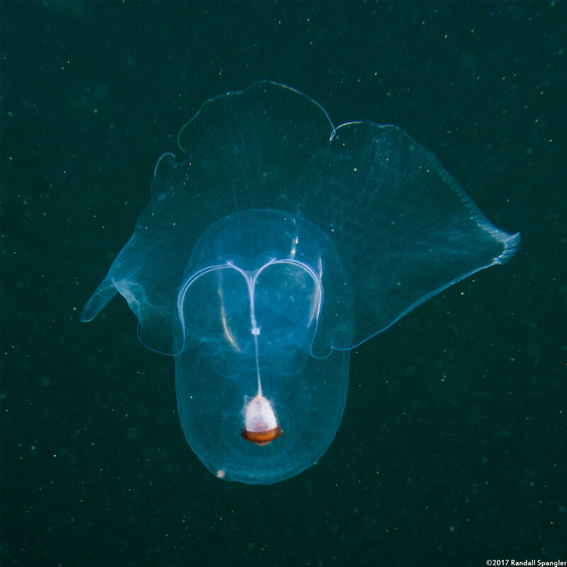 Corolla spectabilis (Sea Butterfly)