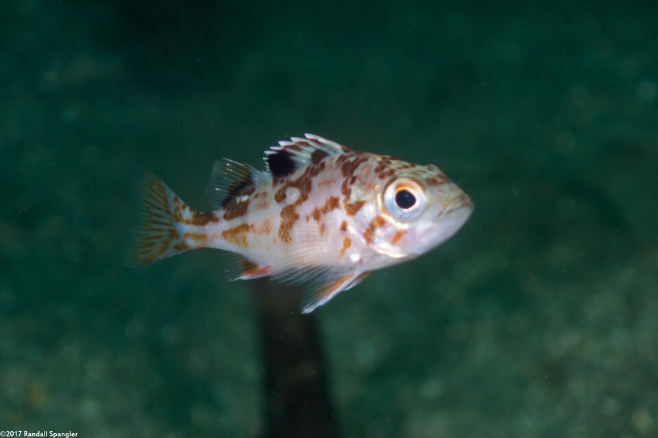 Sebastes pinniger (Canary Rockfish)
