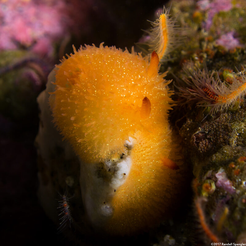 Acanthodoris lutea (Yellow Horned Dorid)