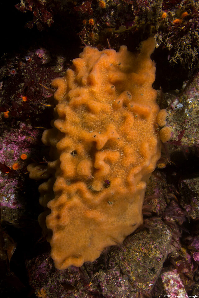 Aplidium californicum (Sea Pork)