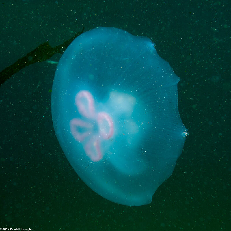 Aurelia aurita (Moon Jelly)