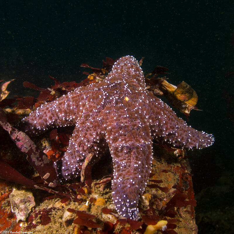 Pisaster ochraceus (Ochre Star)