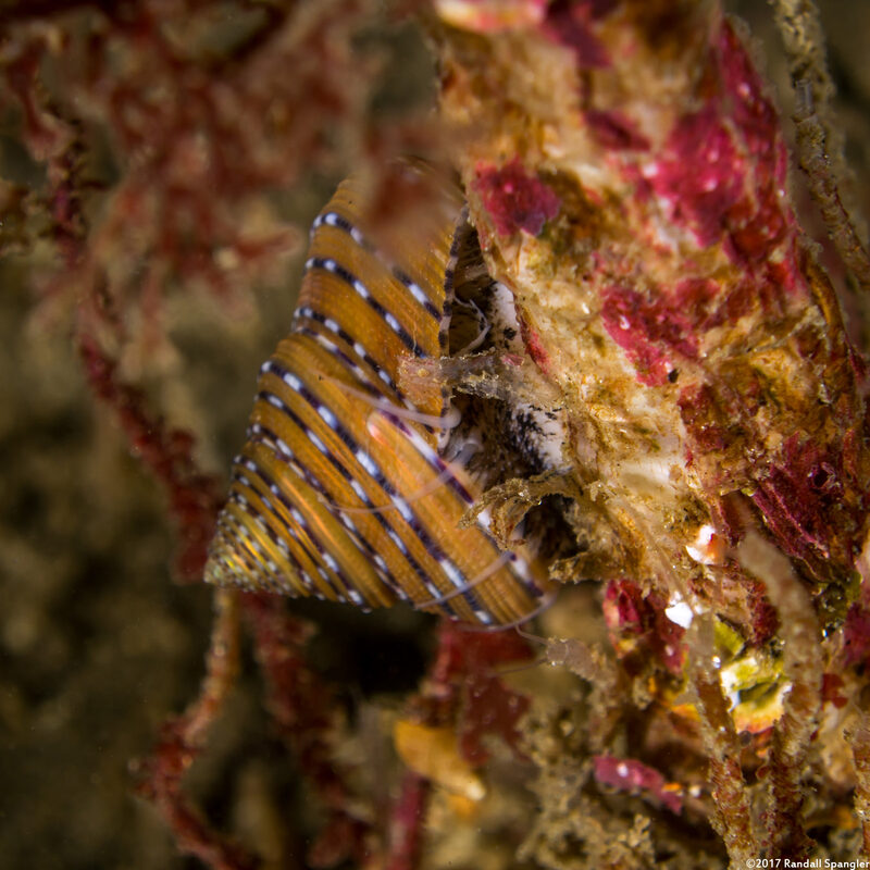Calliostoma tricolor (Three-Colored Top Shell)