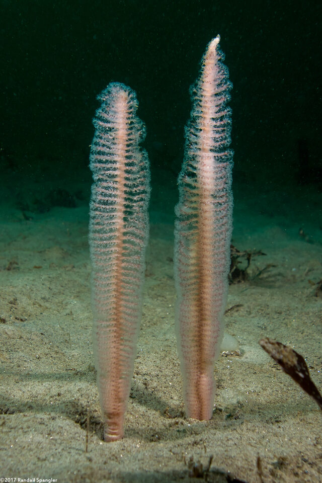 Stylatula elongata (White Sea Pen)