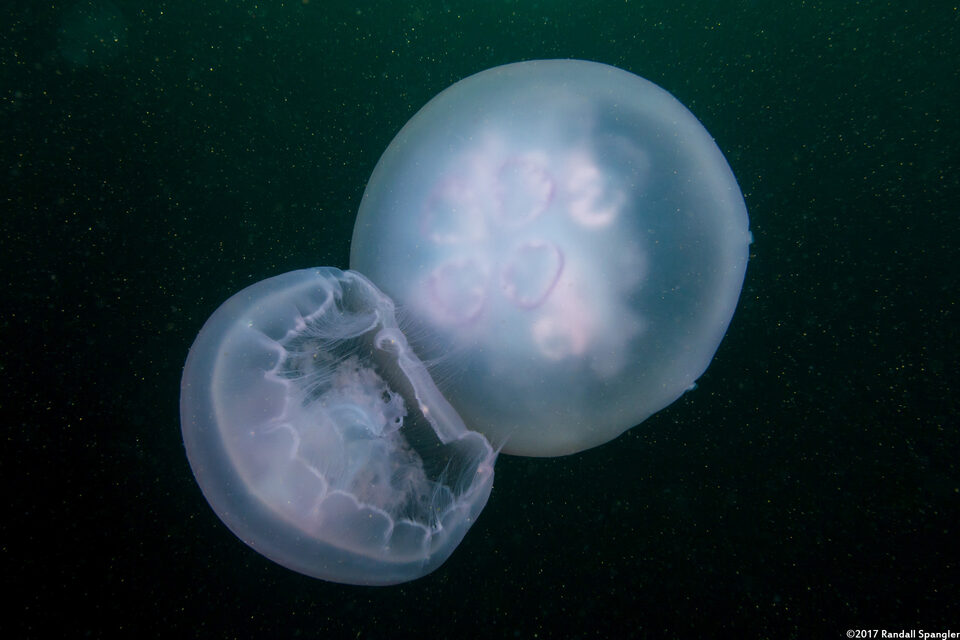 Aurelia aurita (Moon Jelly)