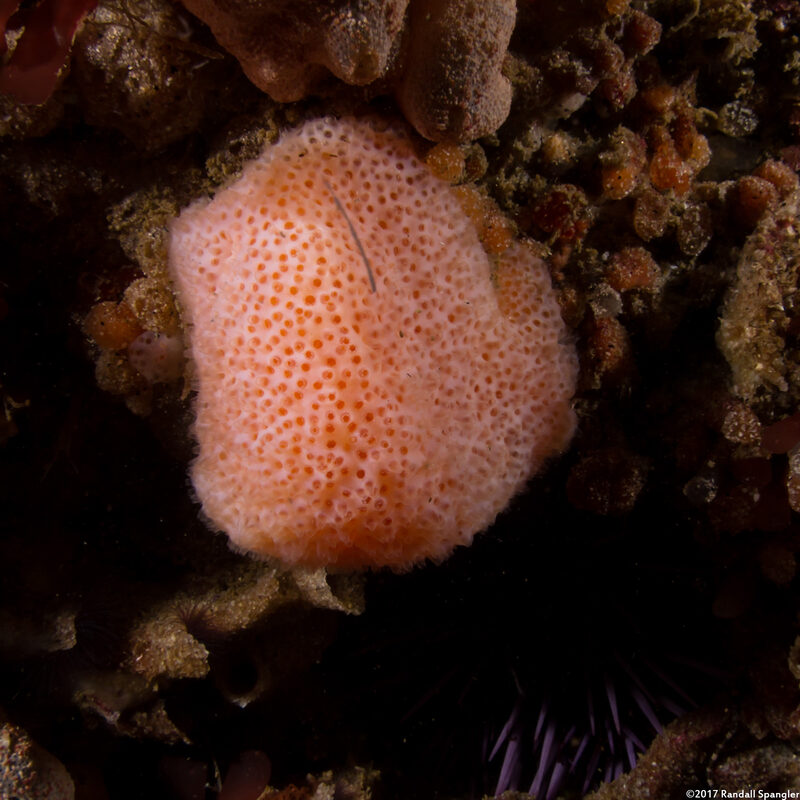 Eudistoma molle (Eudistoma Molle)
