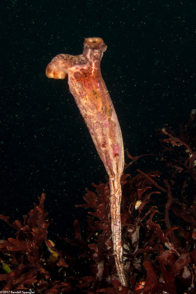 Styela montereyensis (Stalked Tunicate)
