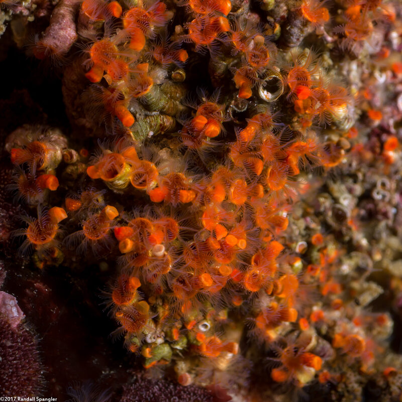 Spirorbinae sp.2 (Spirorbinae sp.2)