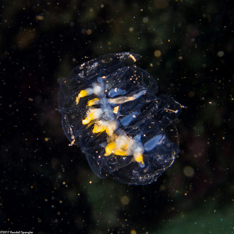 Praya sp.1 (Praya sp.1)