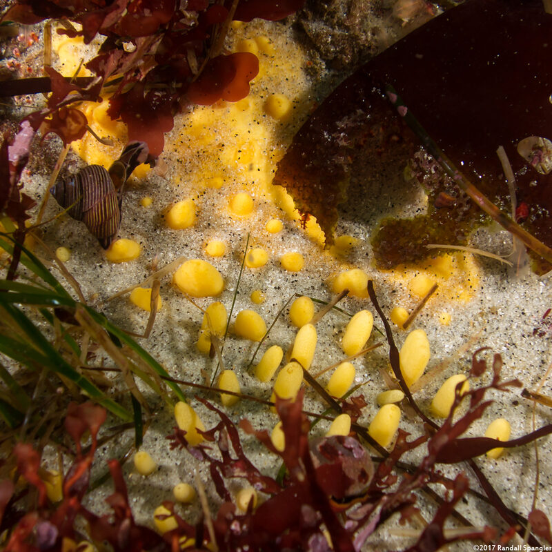 Polymastia pachymastia (Aggregated Nipple Sponge)