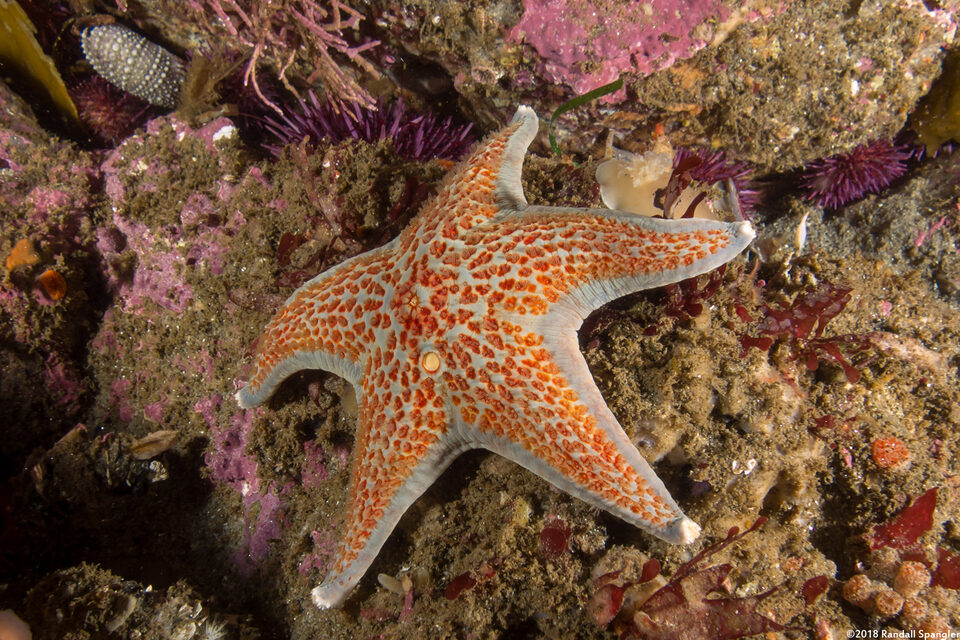 Dermasterias imbricata (Leather Star)