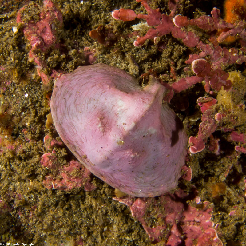 Cryptolithodes sitchensis (Umbrella Crab)