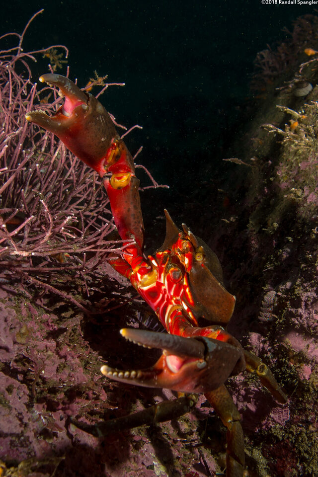 Pugettia producta (Northern Kelp Crab)
