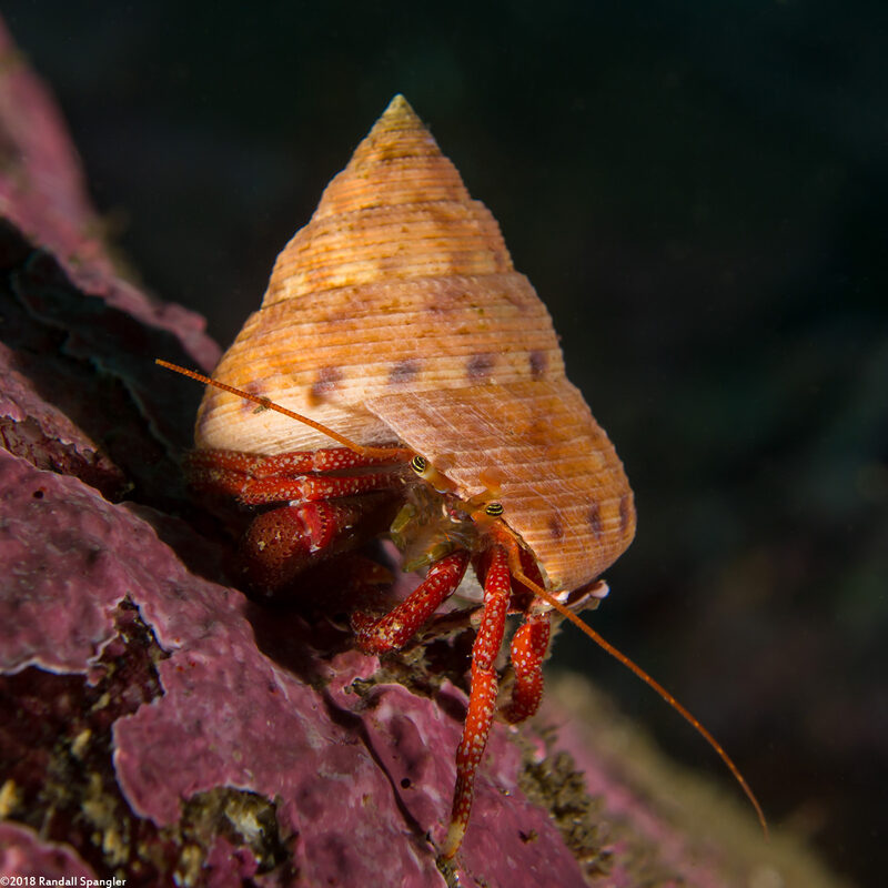 Pagurus hemphilli (Maroon Hermit Crab)