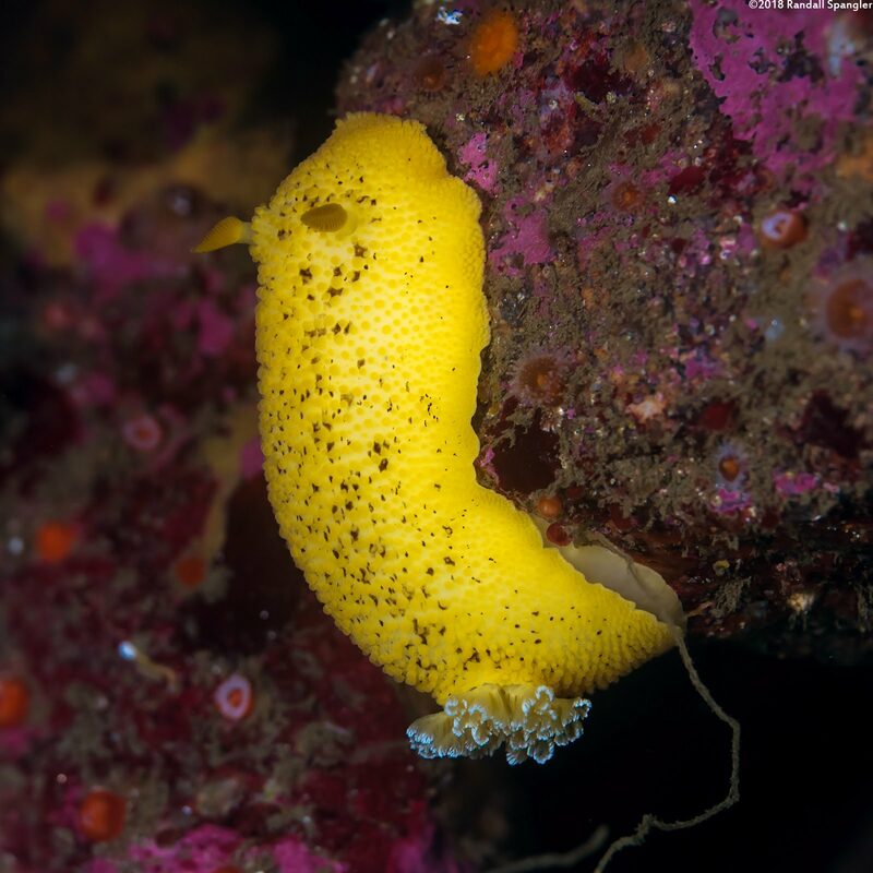 Peltodoris nobilis (Sea Lemon)