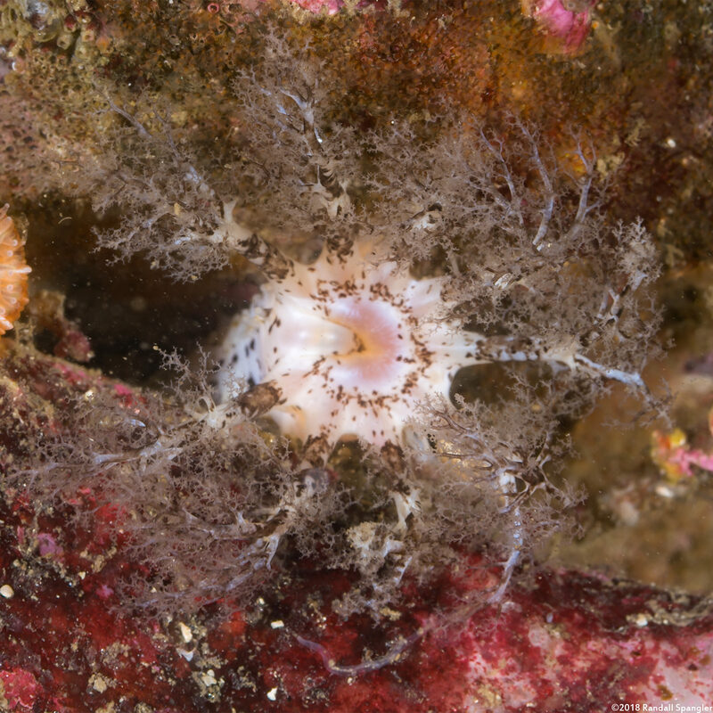 Cucumaria piperata (Peppered Sea Cucumber)