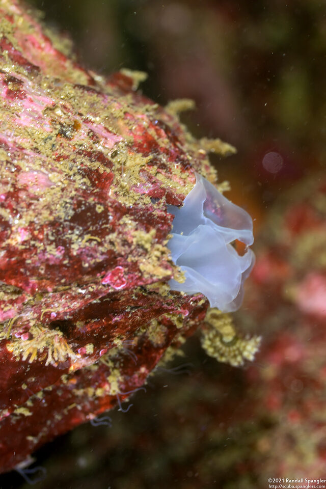 Kellia laperousii (Smooth Kelly Clam)