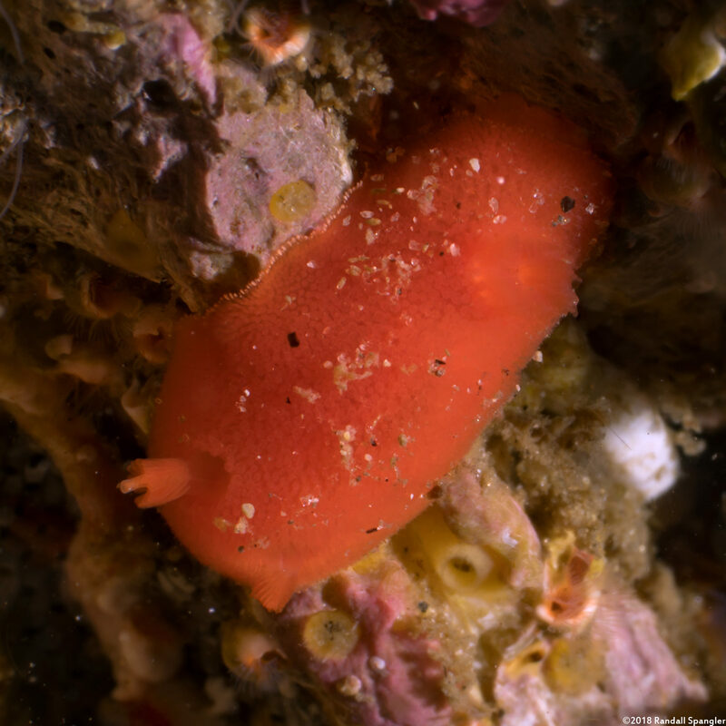 Rostanga pulchra (Red Sponge Dorid)
