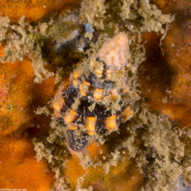 Hesperaptyxis luteopictus (Painted Spindle)