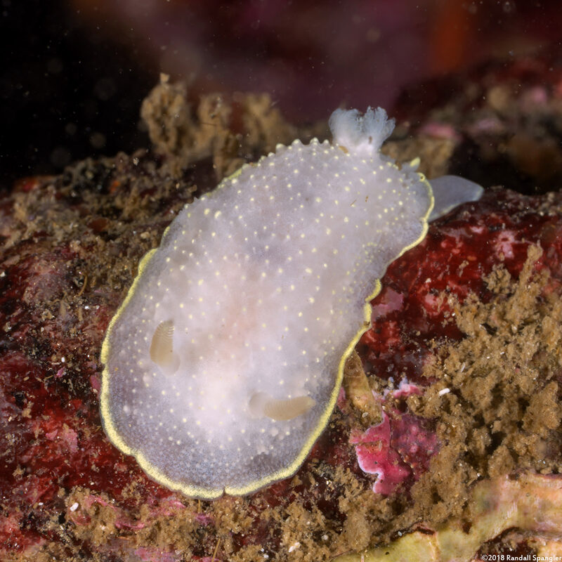 Cadlina luteomarginata (Yellow Margin Cadlina)