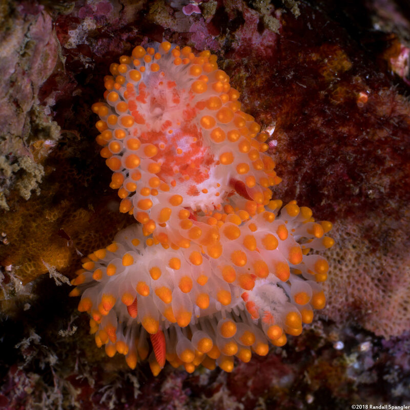 Limacia cockerelli (Cockerell's Dorid)