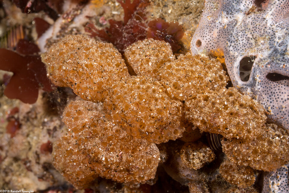 Ritterella pulchra (Ritterella Pulchra)