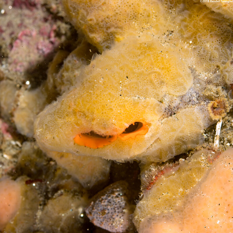 Mytilimeria nuttalli (Sea-Bottle Clam)