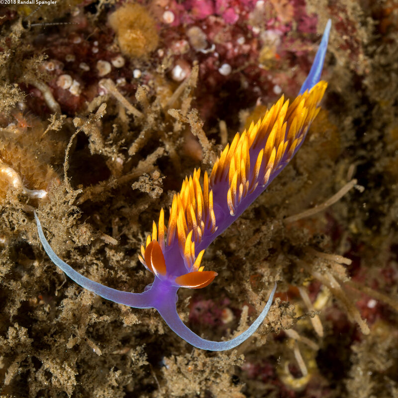 Flabellinopsis iodinea (Spanish Shawl)