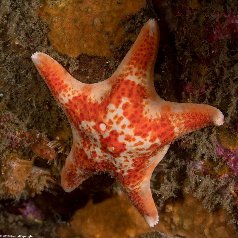 Dermasterias imbricata (Leather Star)