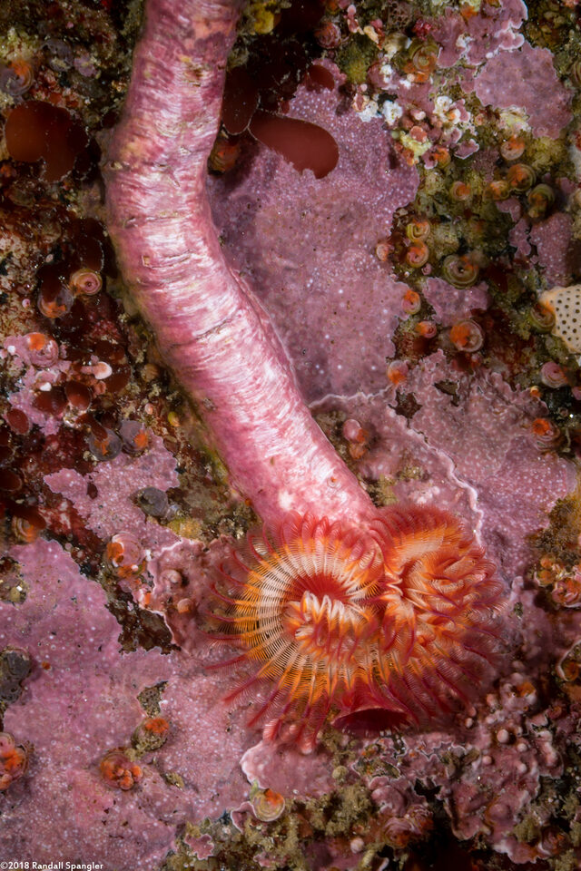 Serpula columbiana (Serpulid Worm)