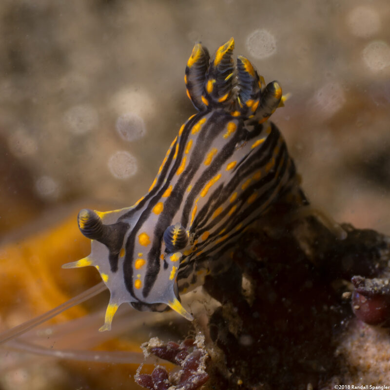 Polycera atra (Black Dorid)