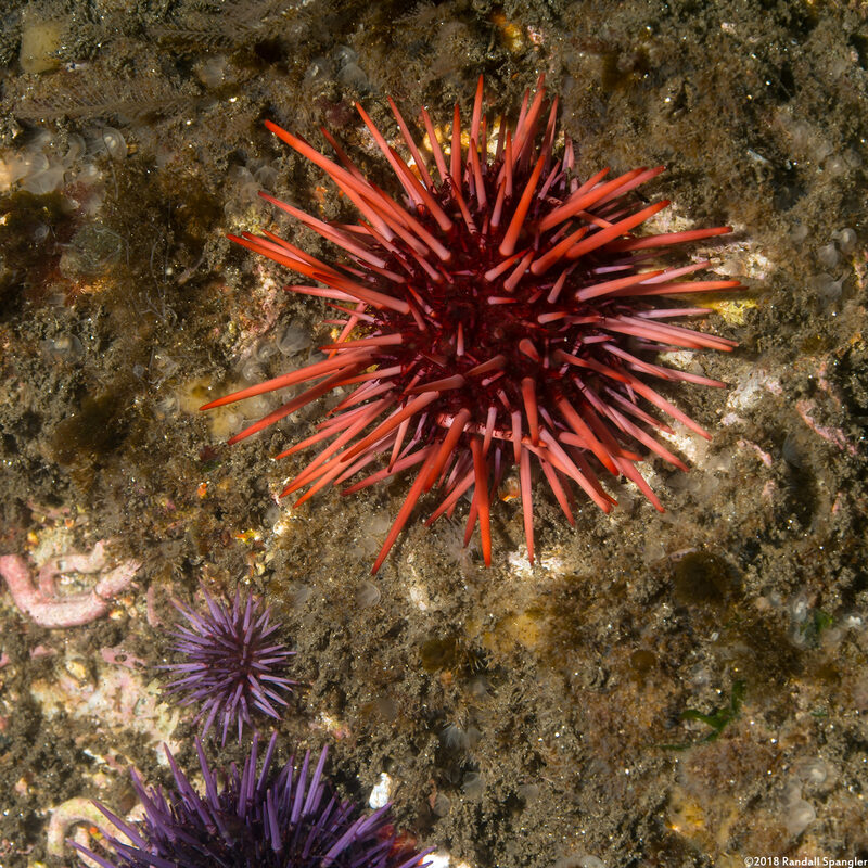 Mesocentrotus franciscanus (Red Sea Urchin)