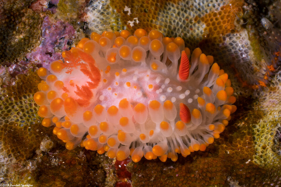 Limacia cockerelli (Cockerell's Dorid)