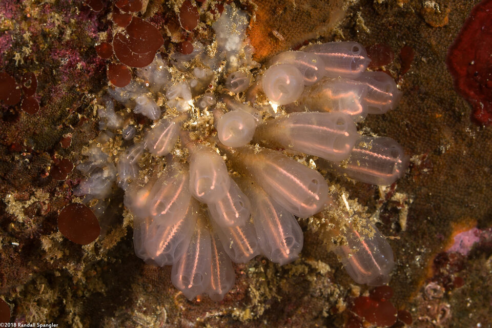 Clavelina huntsmani (Light Bulb Tunicate)