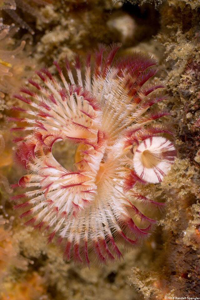 Serpula columbiana (Serpulid Worm)