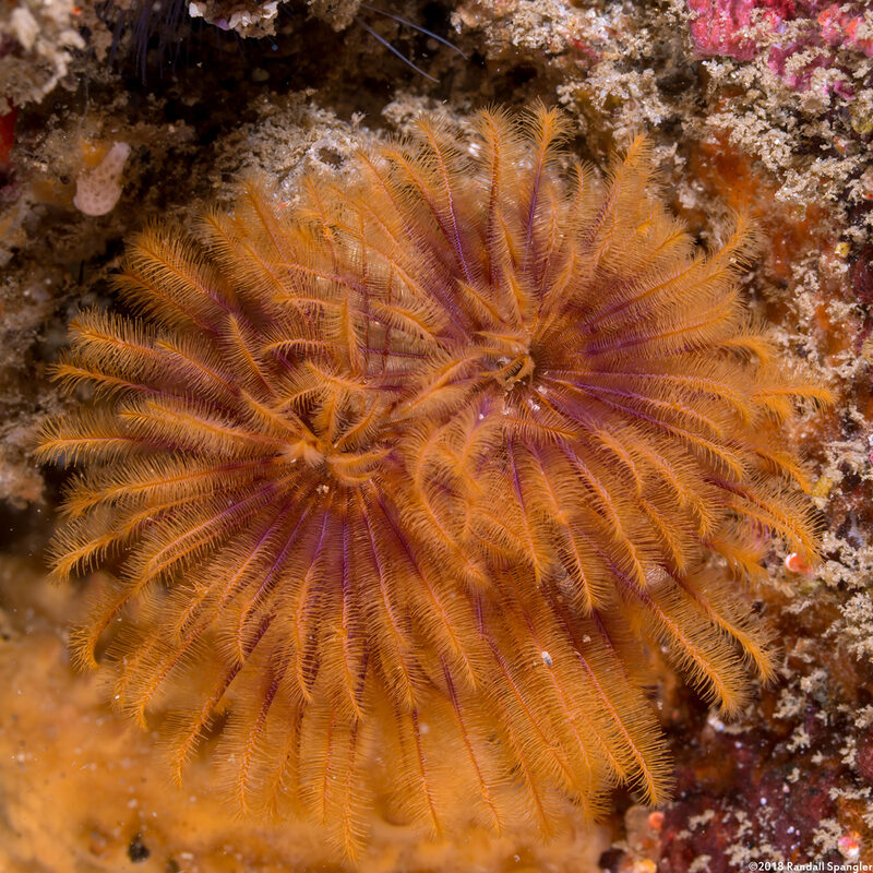 Eudistylia polymorpha (Feather Duster Worm)