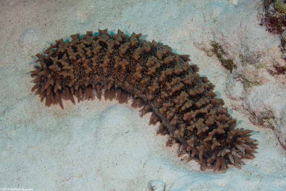 Thelenota ananas (Pineapple Sea Cucumber)